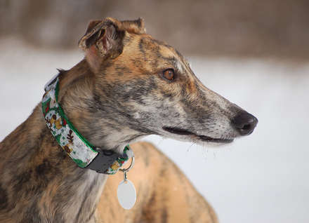 files/_uploads/katatjuta/meine hunde/6353[1].jpg